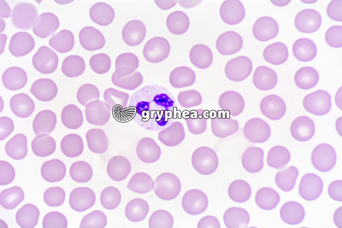 Sang humain, Granulocyte neutrohpile, frottis x400 - gryphea.org